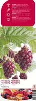 Fruithof Braam Rubus Tayberry