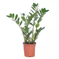 GroenRijk Kamerplant Zamioculcas Zamiifolia S 'Zamio'