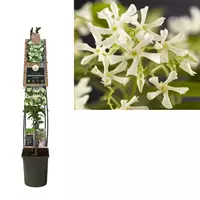 Van der Starre Klimplant Trachelospermum jasminoides - Witte Jasmijn 120 cm