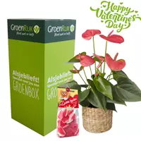 GroenRijk Cadeau Box Kamerplant Valentijnsdag - Roze Anthurium