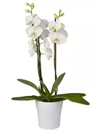 GroenRijk Kamerplant Phalaenopsis Tropic Snowball - Orchidee Wit H35cm Ã�9cm