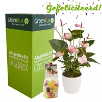 GroenRijk Cadeau Box Kamerplant Gefeliciteerd - Lichtroze Anthurium