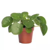 GroenRijk Kamerplant Pilea Peperomioides 'pannenkoekenplant' potmaat 12cm