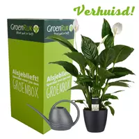 GroenRijk Cadeau Box Kamerplant Verhuisd - Lepelplant