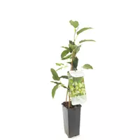 Fruithof Kiwi plant Actinidia arguta Issai - zelfbestuivende mini kiwi