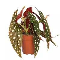 GroenRijk Kamerplant Begonia Maculata Wightii 'Stippenplant'