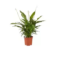 GroenRijk Kamerplant Spathiphyllum Vivaldi 'Lepelplant' potmaat 17cm