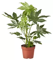 GroenRijk Kamerplant Fatsia Japonica - Vingerplant H70cm Ã�19cm