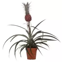 GroenRijk Kamerplant Eucomis Mi Amigo 'Ananasplant' potmaat 15cm