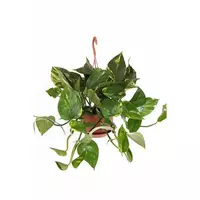 GroenRijk Kamerplant Epipremnum Pinnatum potmaat 14cm