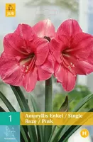Jub 1 Amaryllis enkel roze 1st