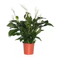 GroenRijk Kamerplant Spathiphyllum 'Lepelplant' potmaat 24cm