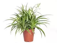 GroenRijk Kamerplant Chlorophytum Comosum 'Graslellie' potmaat 19cm
