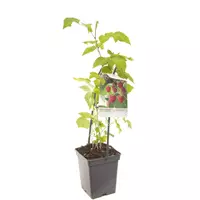 Fruithof Framboos Rubus Malling Promise - Zomerframboos 18cm