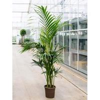 Plantenwinkel.nl Kentiapalm Howea Forsteriana palm L 200 cm kamerplant