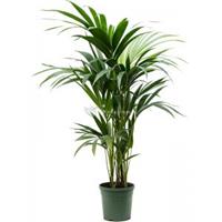 Plantenwinkel.nl Kentiapalm Howea Forsteriana palm L 105 cm kamerplant