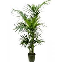 Plantenwinkel.nl Kentiapalm Howea Forsteriana palm M 160 cm kamerplant