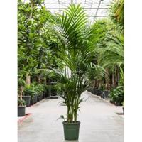 Plantenwinkel.nl Kentiapalm Howea Forsteriana palm M 230 cm kamerplant