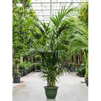 Plantenwinkel.nl Kentiapalm Howea Forsteriana palm L 230 cm kamerplant