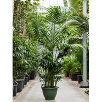 Plantenwinkel.nl Kentiapalm Howea Forsteriana palm M 260 cm kamerplant