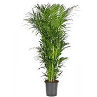 Plantenwinkel.nl Kentiapalm Howea Forsteriana palm L 250 cm kamerplant