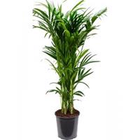 Plantenwinkel.nl Kentiapalm Howea Forsteriana palm L 160 cm kamerplant