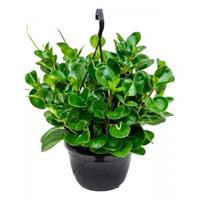 Plantenwinkel.nl Peperomia Obtusifolia Green 50 cm hangplant