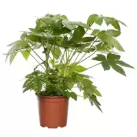 GroenRijk Kamerplant Fatsia Japonica 'Vingerplant'