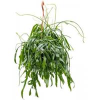 Plantenwinkel.nl Koraalcactus Rhipsalis Ramaloris 50 cm hangplant