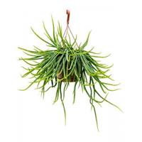 Plantenwinkel.nl Koraalcactus Rhipsalis Wercklei 50 cm hangplant