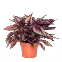 GroenRijk Kamerplant Begonia Beleaf Indian Summer 'Bladbegonia'