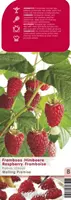 Fruithof Framboos Rubus idaeus Malling Promise - Rode zomerframboos