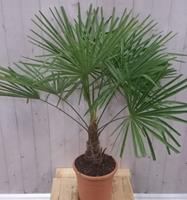Warentuin Natuurlijk Winterharde Palmboom stamhoogte 20 cm en hoogte 130 cm 