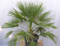 Warentuin Natuurlijk winterharde palmboom chamaerops humilis 100 cm hoog