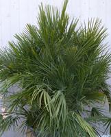 Warentuin Natuurlijk winterharde palmboom chamaerops humilis 160 cm hoog
