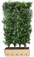 Quickhedge Kant & klaar haag Prunus lusitanica Angustifolia 150 x 100 cm breed