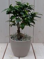 Warentuin Natuurlijk Bonsai Ficus microcarpa taupe pot 30 cm