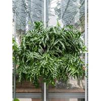 Plantenwinkel.nl Kangoeroevaren Microsorum Diversifolium XXL 90 cm hangplant