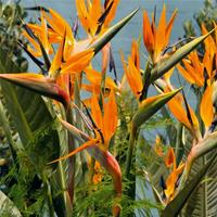 Tom-Garten Paradiesvogelblume