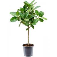 Plantenwinkel.nl Ficus Benghalensis Audrey S 90 cm kamerplant