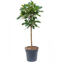 Plantenwinkel.nl Ficus Cyathistipula S 130 cm kamerplant
