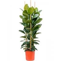 Plantenwinkel.nl Ficus Elastica Robusta XXL160 cm kamerplant