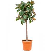 Plantenwinkel.nl Ficus Elastica Robusta L 140 cm kamerplant
