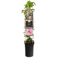 Plantenwinkel.nl Grootbloemige Clematis Multi Pink PBR 75 cm klimplant