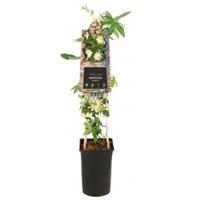 Plantenwinkel.nl Passiebloem Passiflora Avalanche 75 cm klimplant