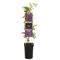 Plantenwinkel.nl Passiebloem Passiflora Beervelde 75 cm klimplant