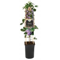 Plantenwinkel.nl Passiebloem Passiflora Betty Miles Young 75 cm klimplant
