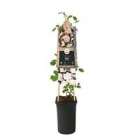 Plantenwinkel.nl Klimroos Lichtroze Rosa New Dawn 75 cm klimplant