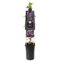 Plantenwinkel.nl Grootbloemige Clematis Noora PBR L 120 cm klimplant