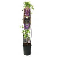 Plantenwinkel.nl Grootbloemige Clematis So Many Purple Flowers PBR 120 cm klimplant